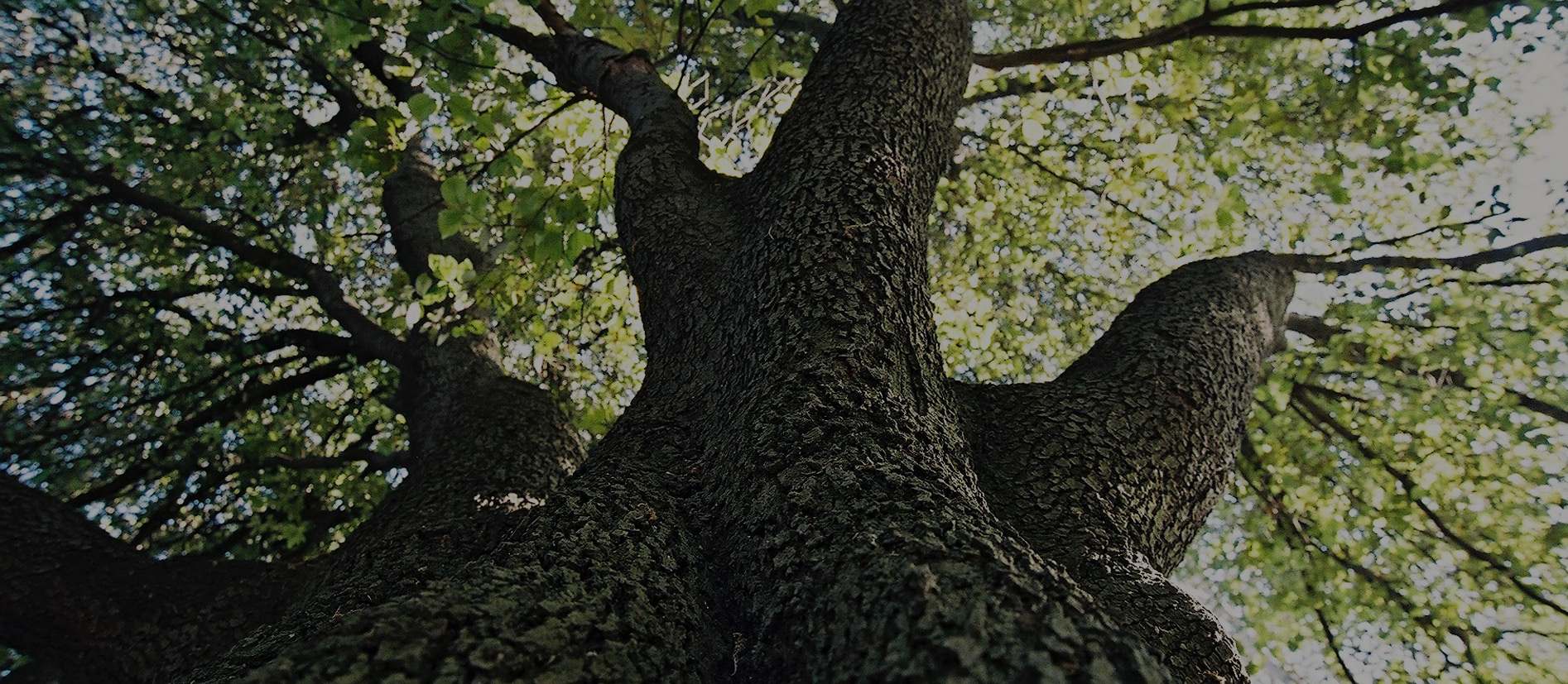 amore per la natura e gli alberi