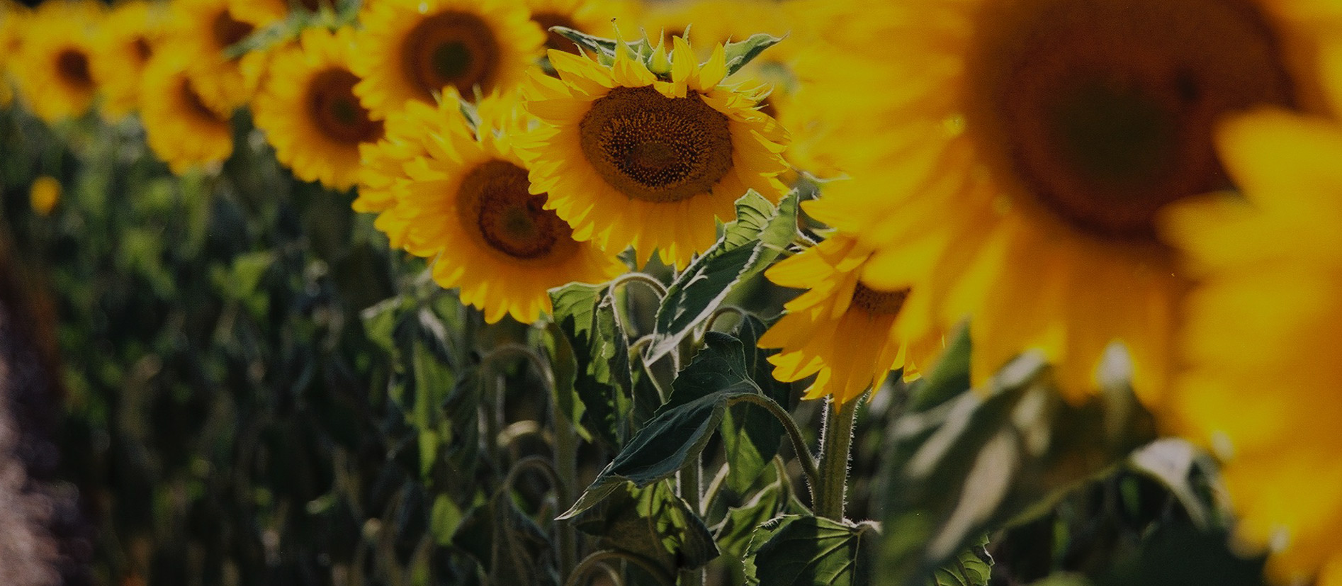 campo di girasoli